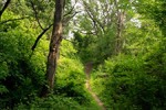 MN DNR and SCSU Are Using Grant To Clear up Talahi Woods