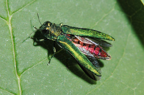 U of M Extension hosting EAB Workshop in Wright County Jan. 24 - Vimarsana News