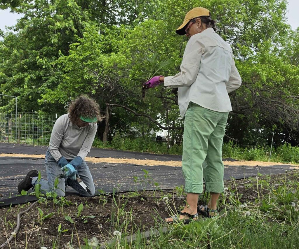 Marilyn Nelson (left), and Jill Moorthy (right) weed out the garden bed