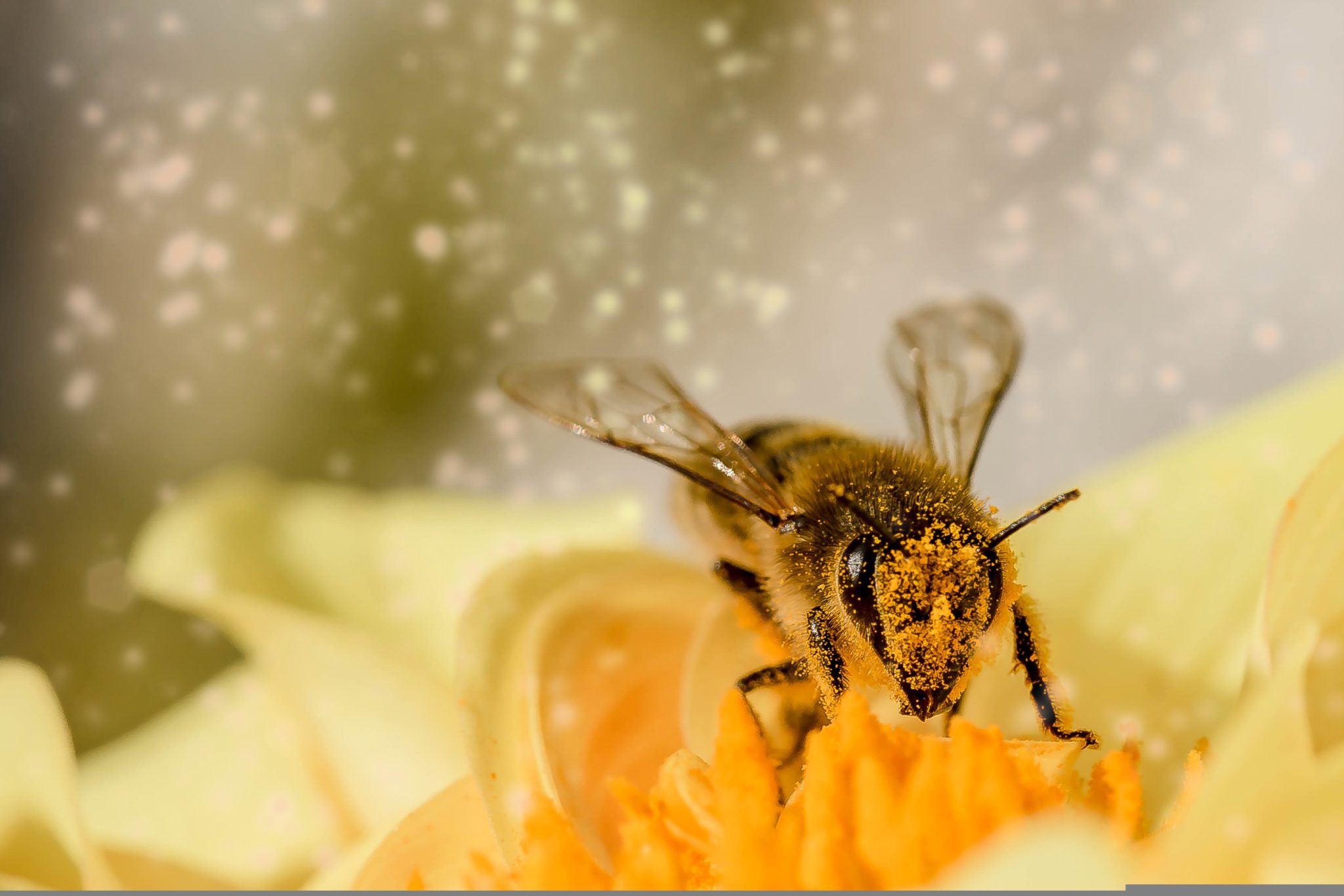 A bee on a flower